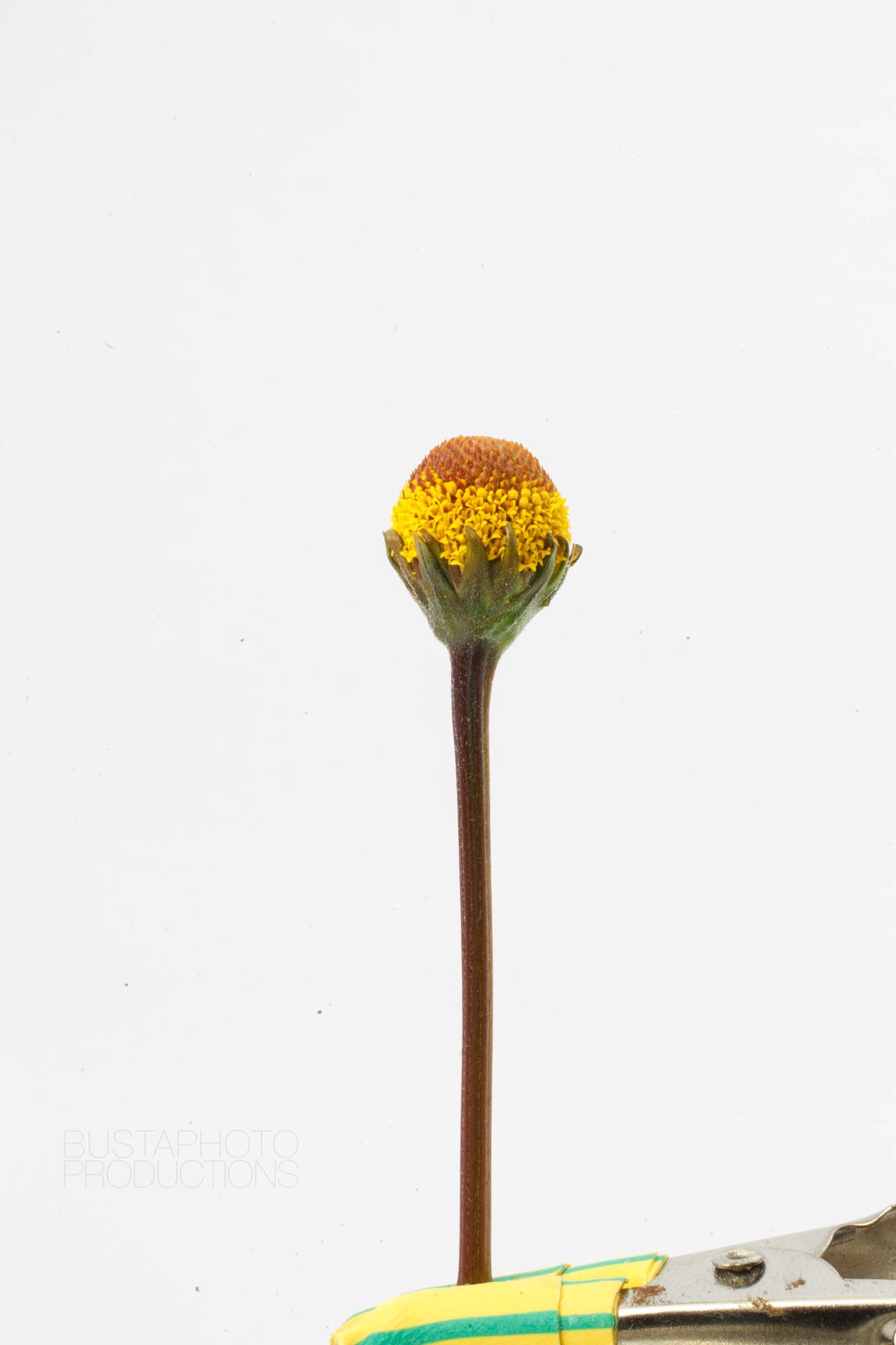 Nouveau Harvest product