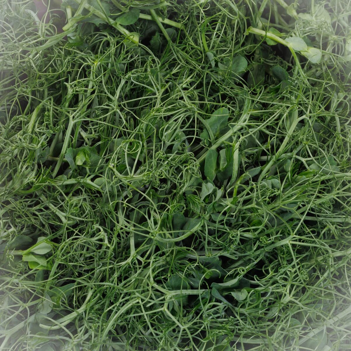 Nouveau Harvest product