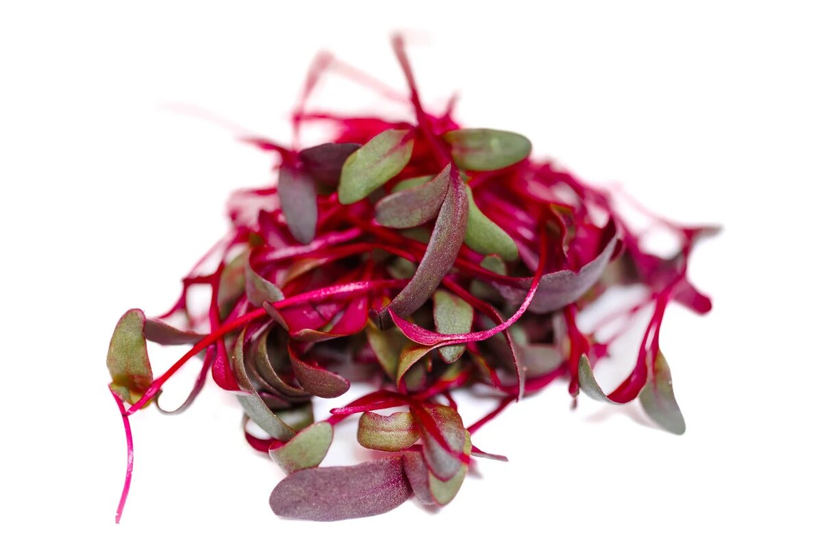 Bullsblood microgreens